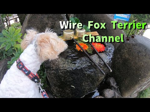 Video: Wire Fox Terrier Kuchukchasini Qanday Sotib Olish Mumkin