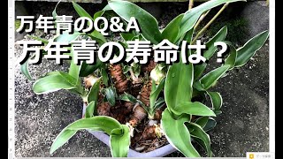 【万年青のQ&A】万年青に寿命はあるの？葉と根と芋の寿命　文献には30年の寿命？【万年青の豊明園】【How long is the life of OMOTO?】