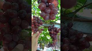 Anggur everst matang sempurna. everest ninel anggur buahanggur berkebun garden daun pohon
