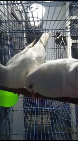 Puter Albino Betina Siap Kawin