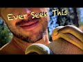 Awesome creatures 2  rubber boa