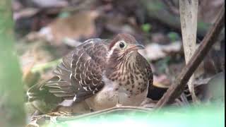 Pheasant Cuckoo, Panama