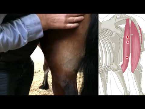 What Does It Mean to Hamstring a Horse: A Comprehensive Guide