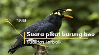 Suara Kicau burung Beo Mp3