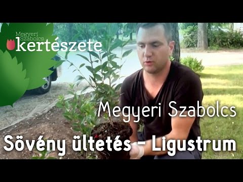 Videó: Sedum Maró (41 Fotó): A Szedum Növény Leírása, ültetés és Gondozás, Sárga Virág Használata A Tájtervezésben