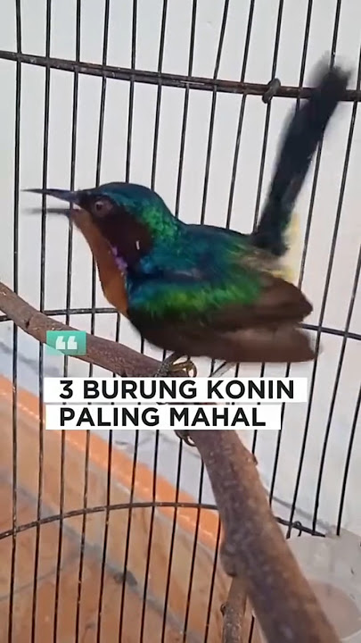 3 burung konin paling mahal #shorts #kicaumania