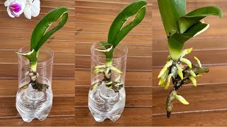 The Secret To Reviving 1 Fast Orchid With Roots And Young Leaves Is Very Simple