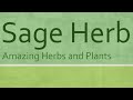 Benefits of Sage Herb - Amazing Herbs and Plant - Health Benefits of Sage Herb