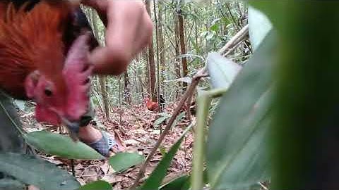 Bẫy gà rừng 15/4)2020 Mồi tơ lần đầu ra rừng