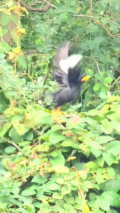 Myna bird 🐦 🐦‍⬛ #shorts #mynah #birdslover