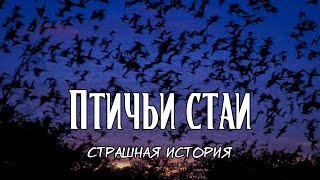 Птичьи стаи | Страшная история