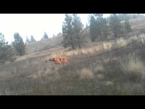 Bloodhound Trailing: Bella and Brian 11-6-2010