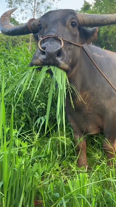 #fypシ゚viral #tingkalucuabis #tiktok #funny #komedikuncir #reels #lucu #memengakakkocak #ngakak