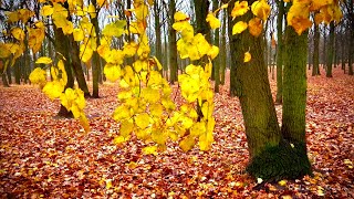 Прогулка по осеннему парку, расслабляющее пение птиц, звуки природы