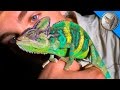 Wild Chameleons in Florida?!