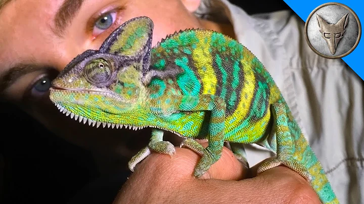 Wild Chameleons in Florida?!