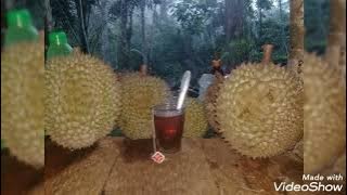 Rayola... Rayo di rantau