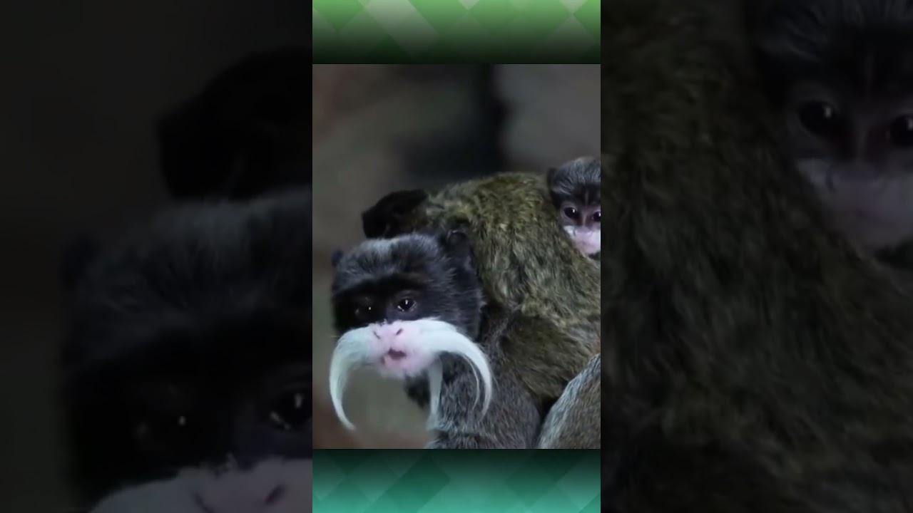 Monyet Tamarin Kaisar | berkumis bang Jampang 