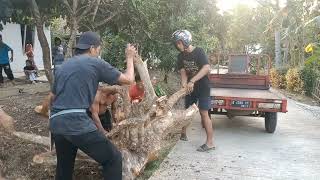 Sambil nyambi cari akar kayu jati