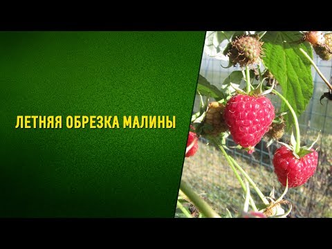 Летняя обрезка малины