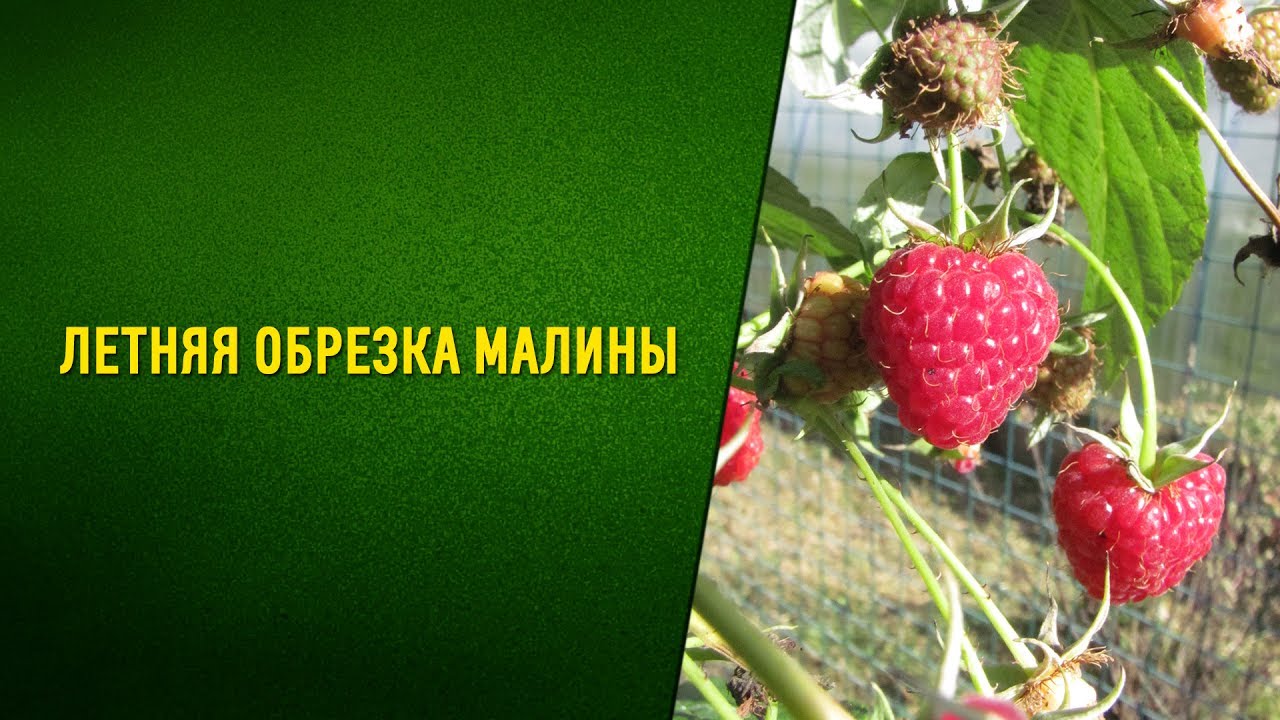 Летняя обрезка малины