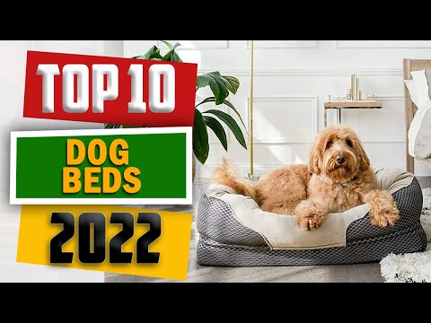Video: Dapatkan selesa! The Best Dog Beds & More For Snuggling Up Winter ini