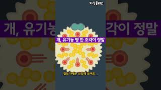 콜레스테롤 수치 높다면, 이 음식은 절대 피하세요 #고지혈증 #콜레스테롤 #지식플러스