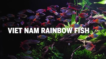 Tuyệt phẩm bể thủy sinh cá Cầu vồng siêu đẹp của Chủ tịch Lợi - Vietnam Rainbow fish #Greenhappiness