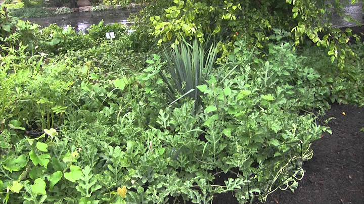 Rebeccas Gale-Gonzales Perma Culture Garden Explan...
