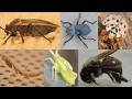 Ashy Lady Beetle, Valley Carpenter Beetle, California Bordered Plant Bug, Brown Marmorated Stink Bug