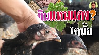 ไก่สามสายเลี้ยงด้วยแหนแดง (โตมั้ย) 086-9315520 -โต๋เกษตร ชาแนล TOR Kaset Channel