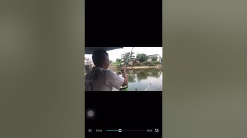 Câu đài- cách pha mồi vuốt ướt hiệu quả câu cá diếc, chép. 