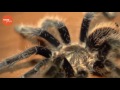 Наше УТРО на ОТВ – пушистое утро о том как отличить самца от самки паука птицееда