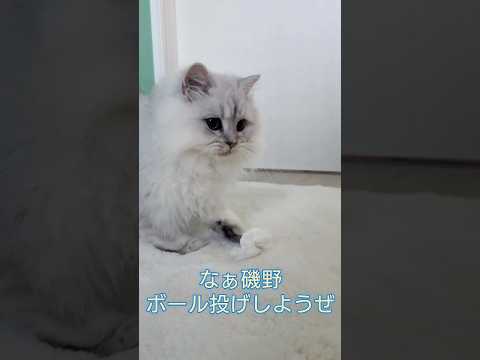 ペルシャ猫ルルちゃんとのモーニングボール投げ   Catch a tissue ball #cat #persiancat #子猫 #ボール投げ