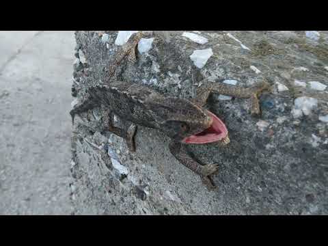 Bukalemun Saldırısı(Chameleon Attack) 😱