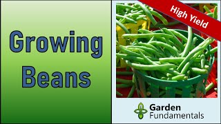 Growing Green Beans for Maximum Yield  Bush Beans and Pole Beans
