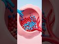 Do Babies Breathe Before Birth? 🤔 Oxygen in Womb Explained