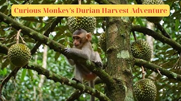Curious Monkey
