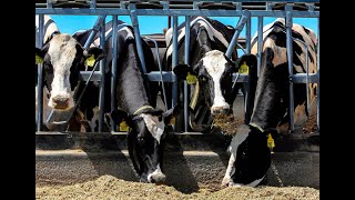 Easterday son files to operate mega-dairy south of Tri-Cities