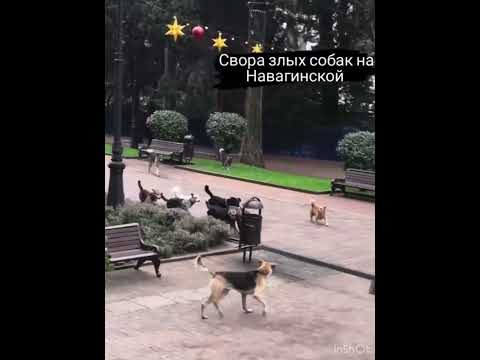 Стаи бездомных собак бегают в Сочи