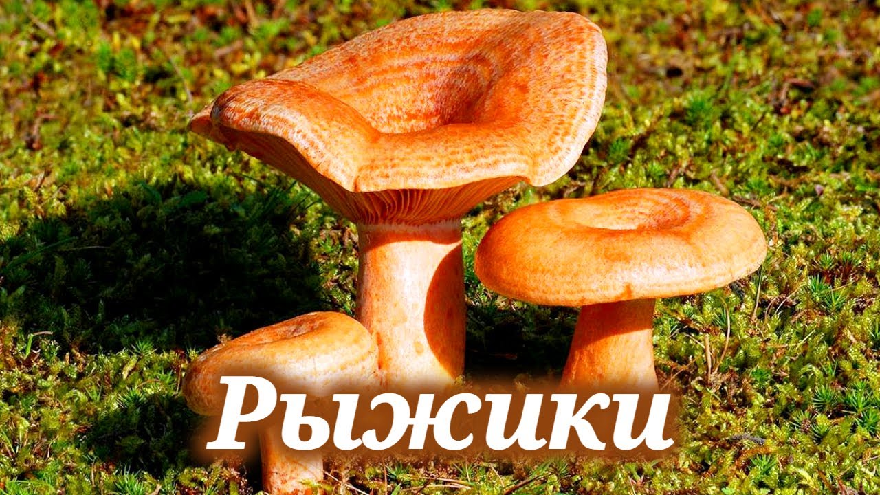 Рыжик 20. Рыжик Сосновый/Боровой (Lactarius deliciosus);. Млечник Рыжик гриб. Рыжие грибы. Рыжик еловый.