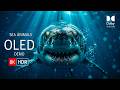 Underwater Life OLED Demo HDR 8K Ultra HD Dolby Vision™ 60fps Test