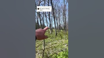 Tips for finding MOREL MUSHROOMS💪🏼