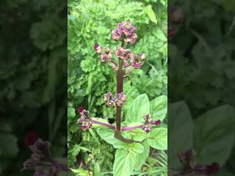 Video: Apakah Tumbuhan Herba Figwort - Ketahui Mengenai Kegunaan Tumbuhan Figwort Di Taman