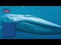 Videos showing blue whales in North Coast likely to be fabricated
