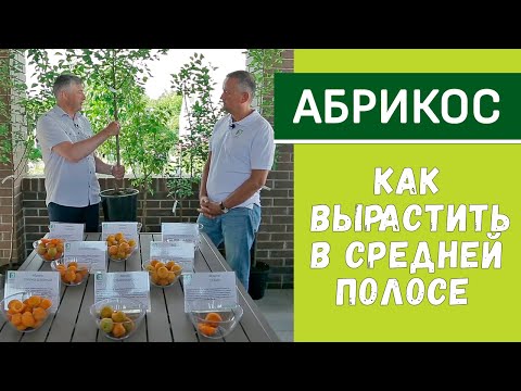 Лучшие и урожайные сорта абрикоса. Как вырастить абрикос.