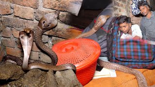 एक ही घर में नाग नागिन के मिलने पर गांव वाले हुए हैरान, फिर कैसे क्या हुआ!😱 Nag Nagin Rescue