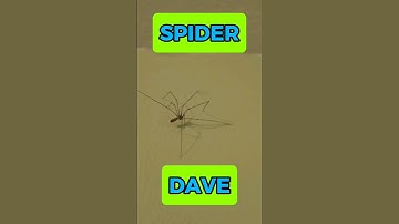 Dave!!!! Spider 🕷🕷🕷 Dave!!!! You better behave!!!! 👌🙏🏿 #spider #arachnophobia #spiderdave #minecraft