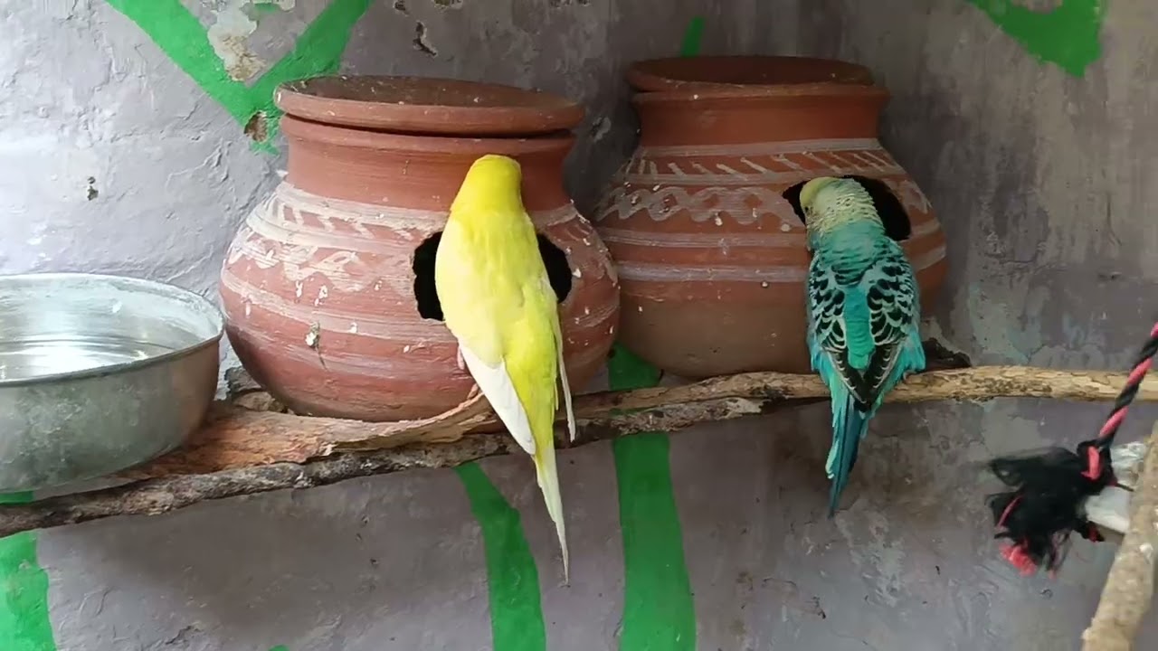 My Natural Bird Cage ll Budgies Bird 