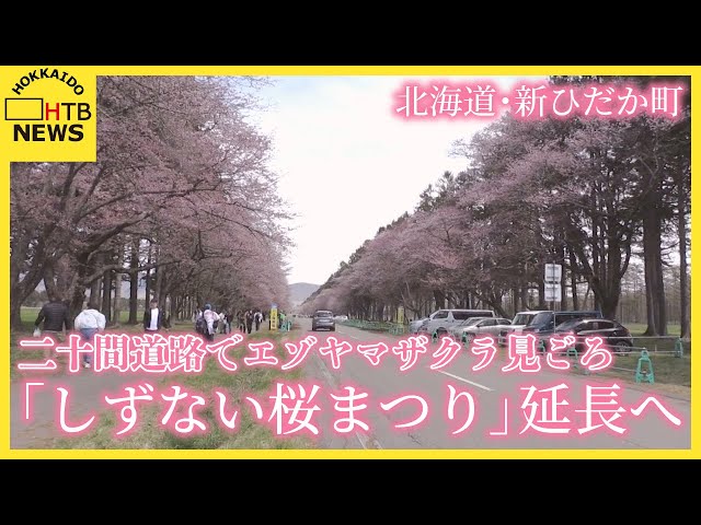 蝦夷山桜2本1.2メートルと９０白樺2本９０センチ40センチ クロビイタヤ1本 2千本の桜が織りなす絶景、二十間道路でエゾヤマザクラ満喫 桜まつりも